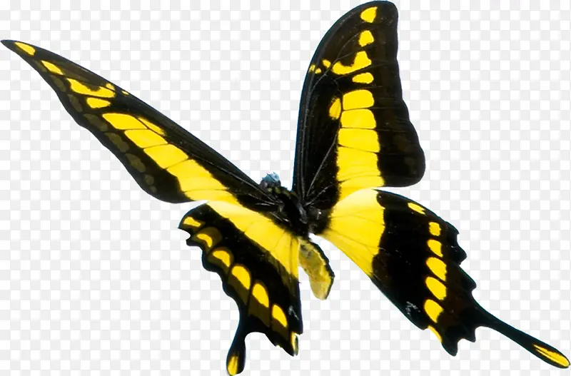 高清摄影飞舞的黄色蝴蝶造型效果