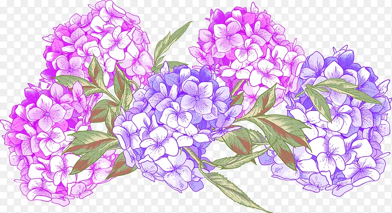 粉色紫色水菊手绘