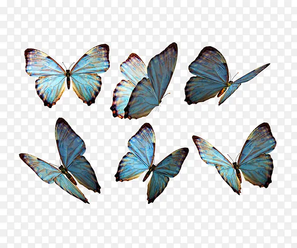 蓝色斑斓蝴蝶