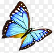 蓝色翅膀纹理蝴蝶