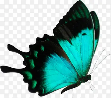 蓝色蝴蝶动物飞翔