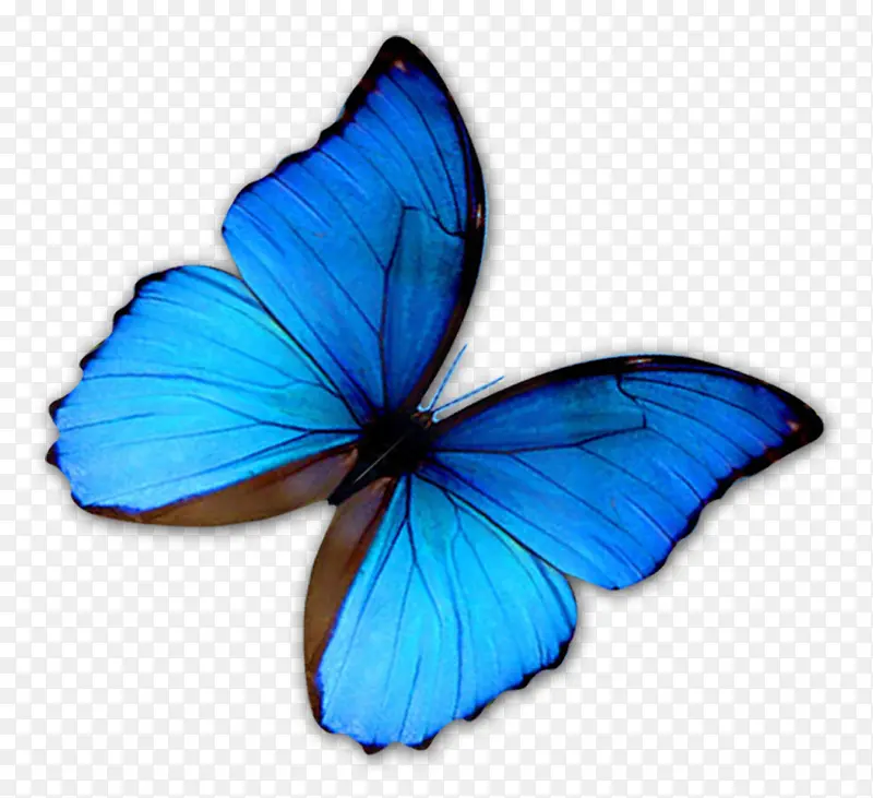 蓝色立体蝴蝶