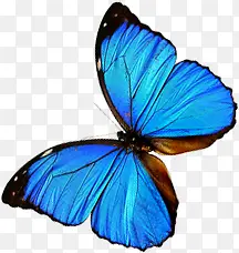 蓝色高清翅膀蝴蝶