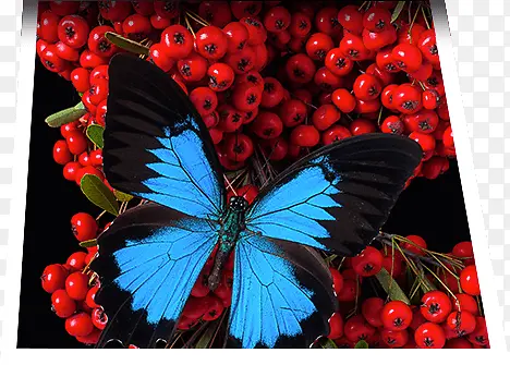 高清蓝色蝴蝶水果