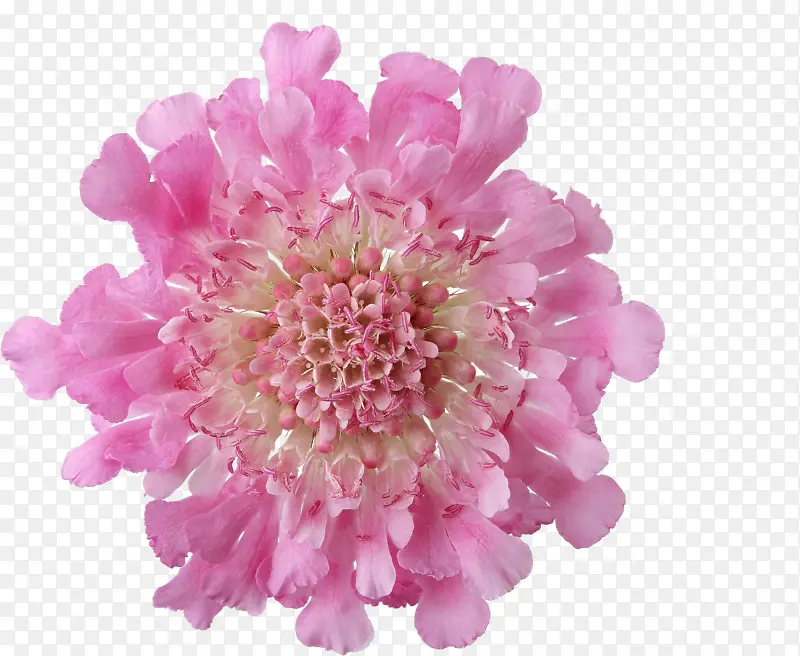 粉红花朵花蕊装饰