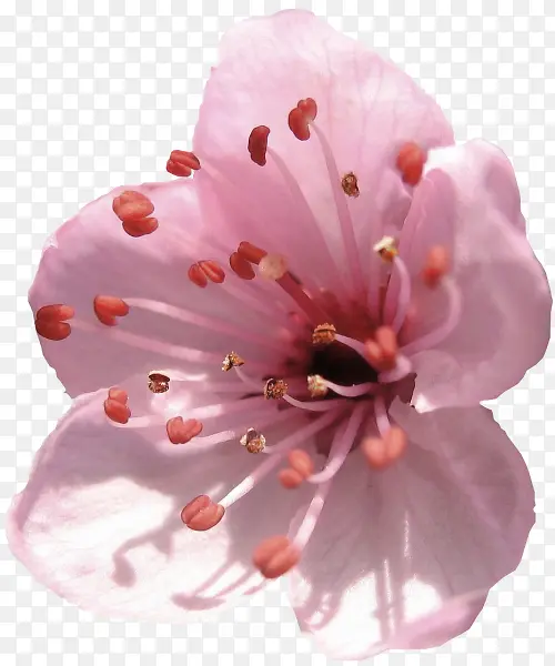 粉红花朵花蕊