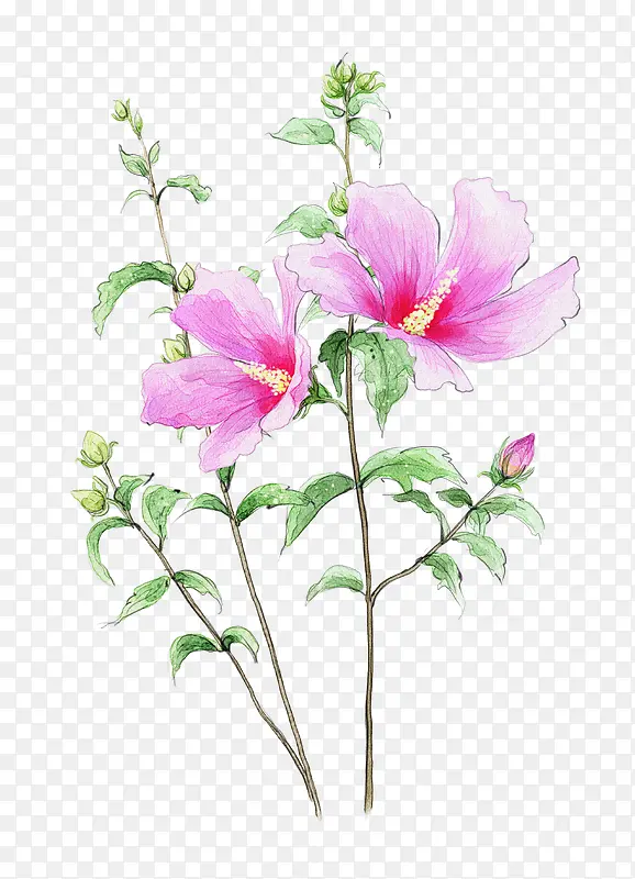 两朵彩绘粉红花朵