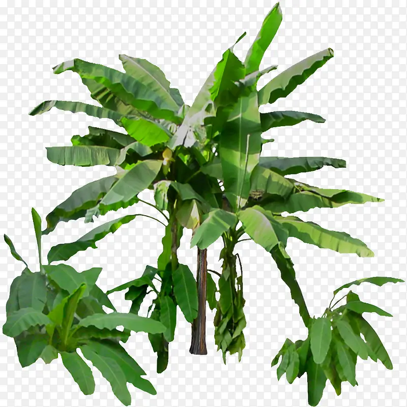 热带绿色叶子PNG免抠透明背景