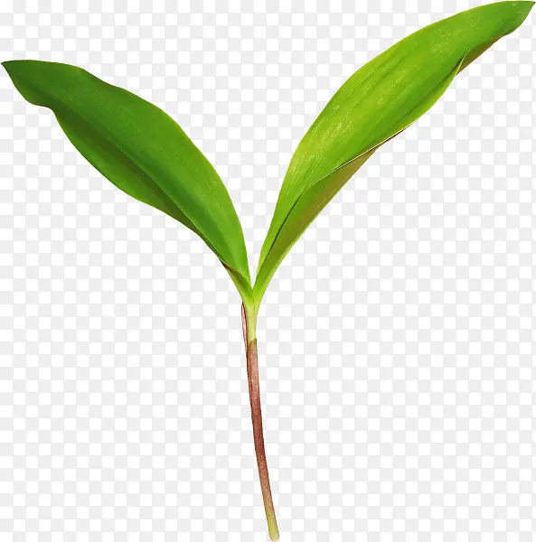 植物素材绿色长叶子
