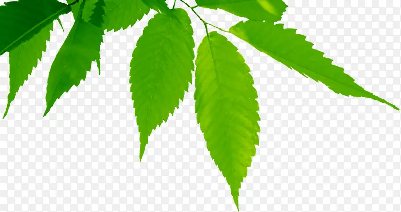 春天植物树叶装饰PNG图片素材下载_图片编号ykezajbb-免抠素材网