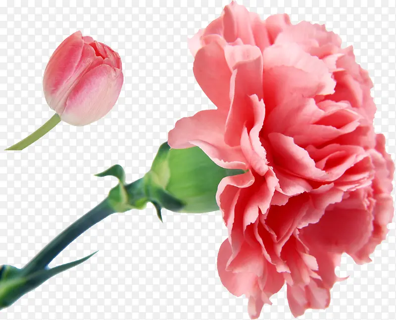 彩绘康乃馨粉红花朵
