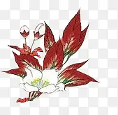 红叶白花绿色植物叶子手绘植物素材