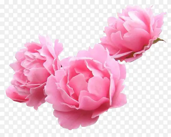粉红康乃馨花朵