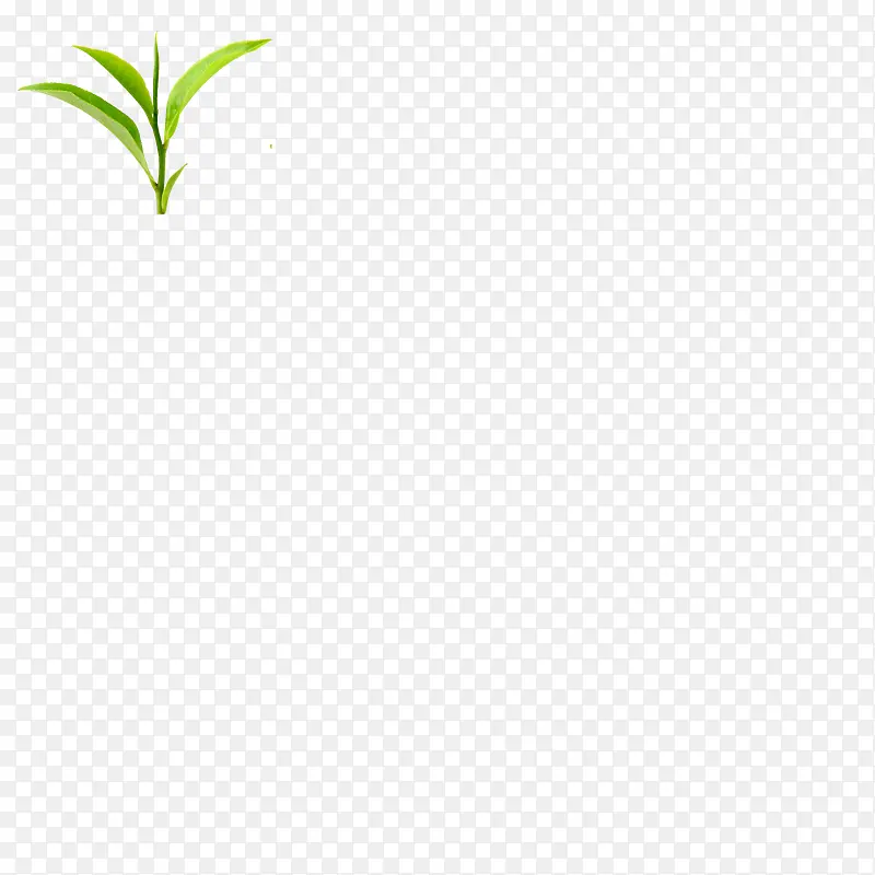 绿色植物叶子图片素材