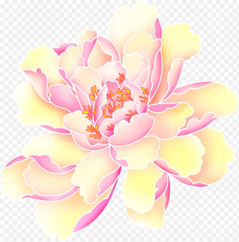 手绘粉黄色九月菊