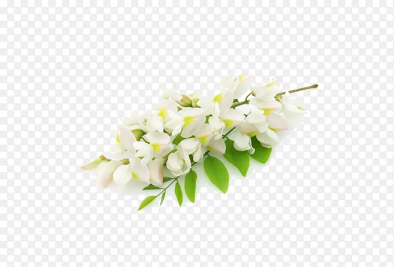 中华绣线菊