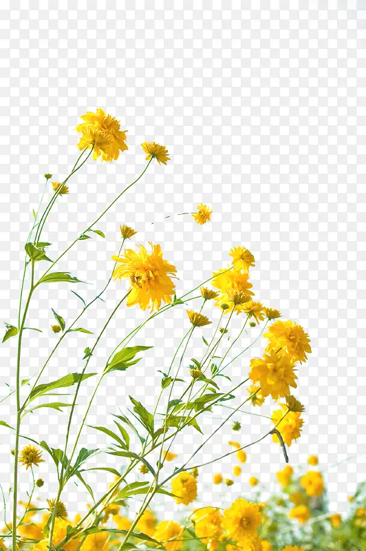 春日黄色可爱唯美雏菊