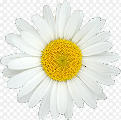 高清白色夏季雏菊