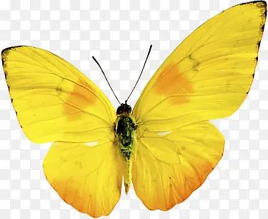 黄色纹理儿童节蝴蝶