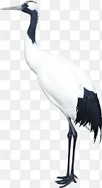 白色的鹤
