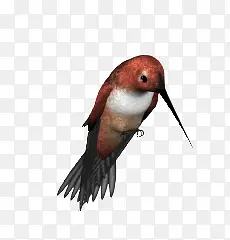 红色长嘴鸟鸟类图片