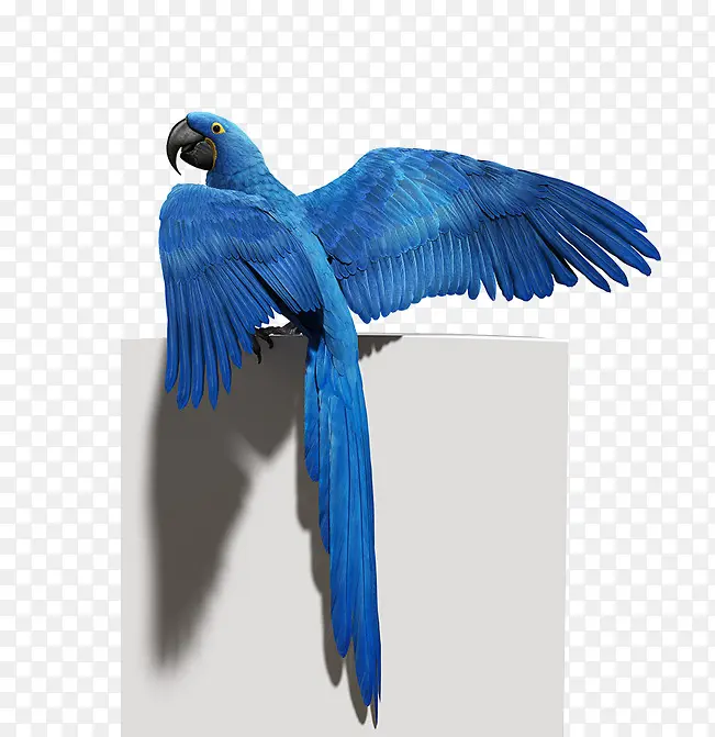 蓝色的鹦鹉素材