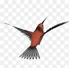 红色鸟类动物飞翔