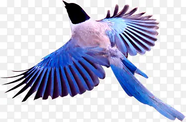 飞翔蓝色鸟类