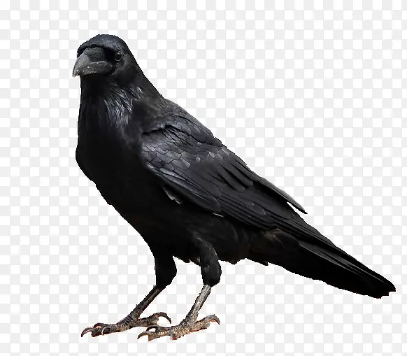 鸟类动物黑色的乌鸦