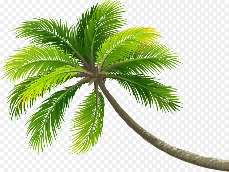 椰子树绿色植物
