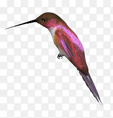 紫红色长嘴鸟鸟类动物