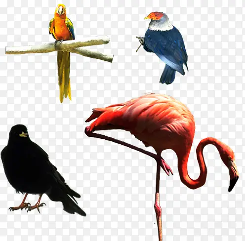 鸟类装饰图