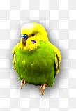 绿色鹦鹉