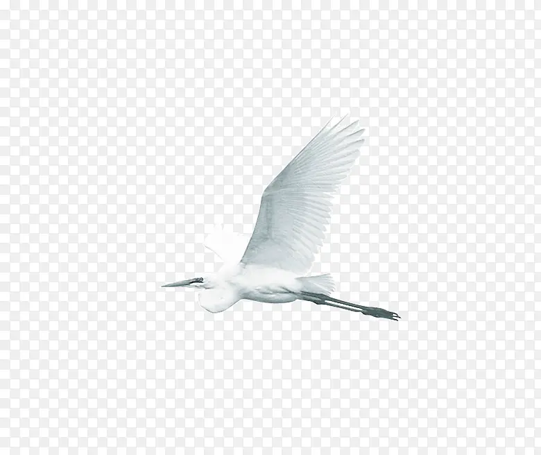 纯白色飞翔的鸟
