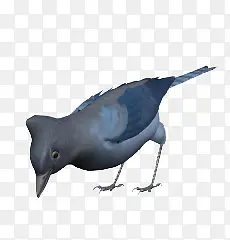 蓝色小鸟吃米鸟类动物