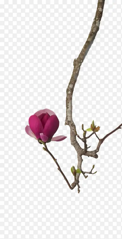 红花花枝树枝