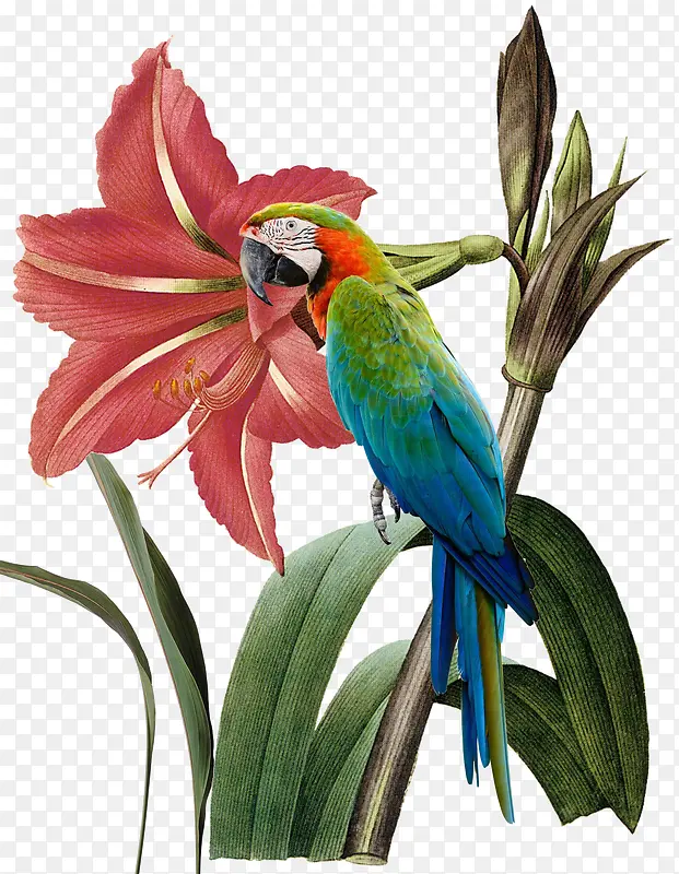 彩色的花和鹦鹉
