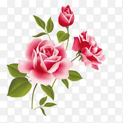 花花朵植物红花花瓣