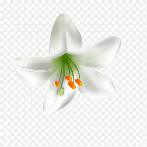 百合花