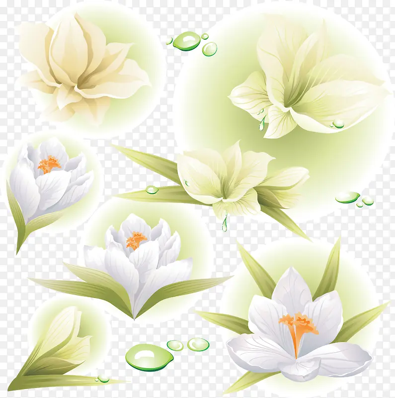 5朵白色百合花