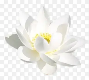 写实白色百合花
