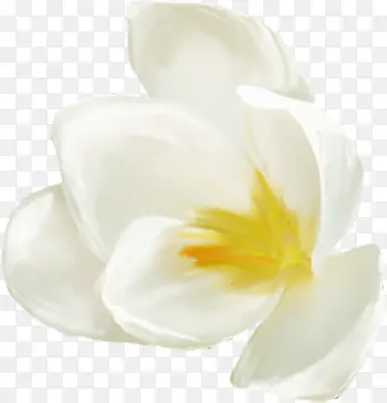 白花png图片