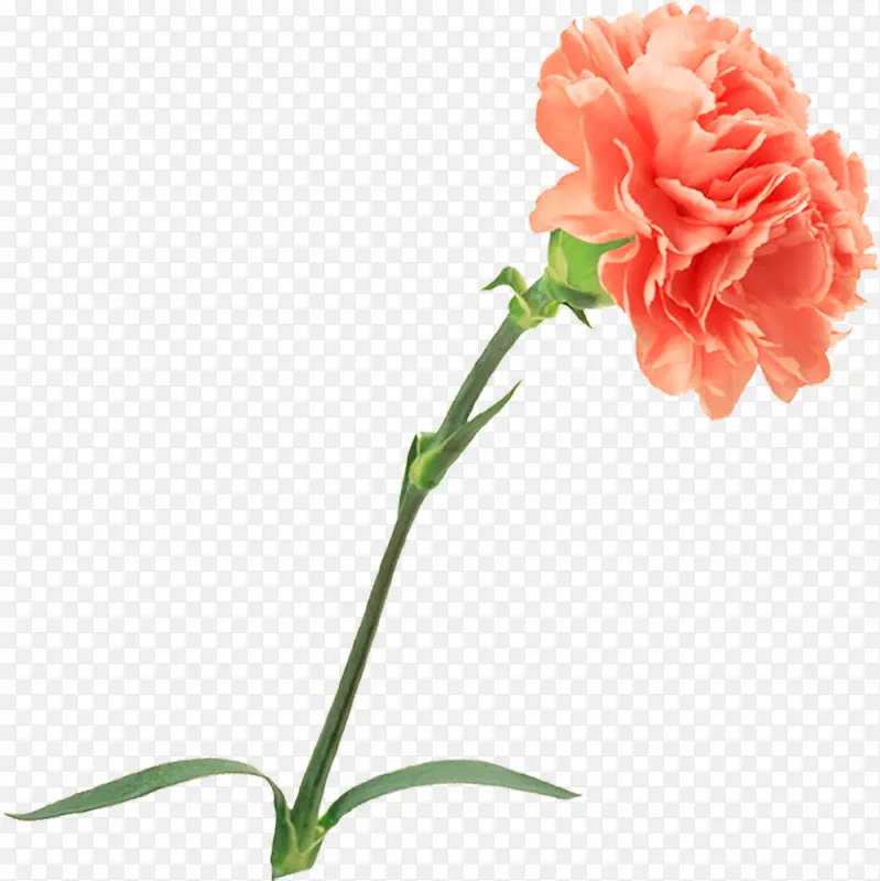 橙色水彩花朵康乃馨