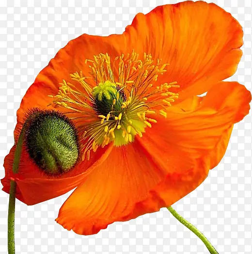 手绘花卉素材花草图片素材