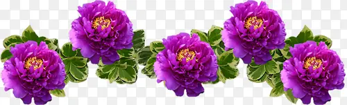 紫花