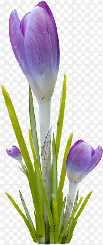 紫花