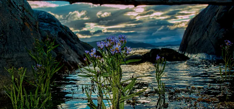 河流鲜花山峰背景