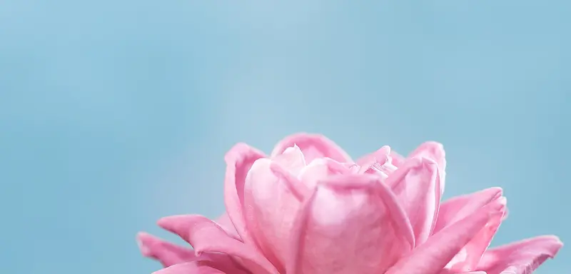 粉色花朵宽屏背景
