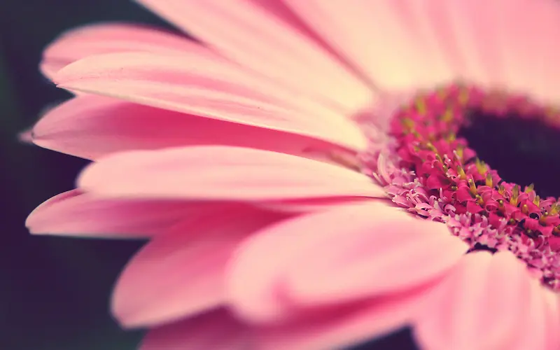 粉色绽放花朵背景