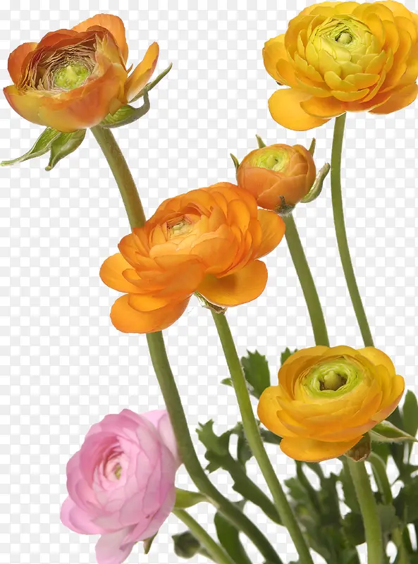黄色花卉古典装饰